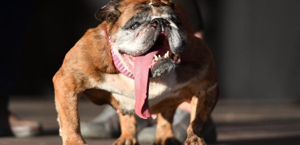 Zsa Zsa, o femelă de buldog englez, este cel mai urât câine din lume
