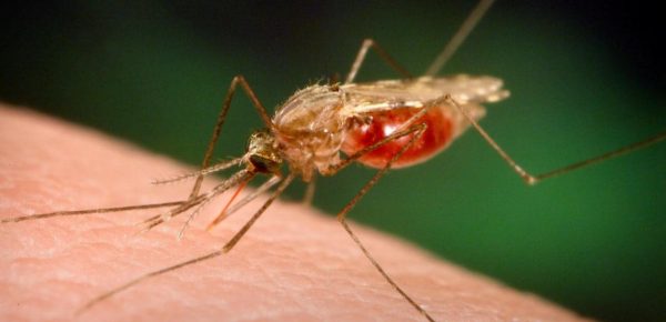 Primii țânțari modificați genetic vor lupta împotriva malariei