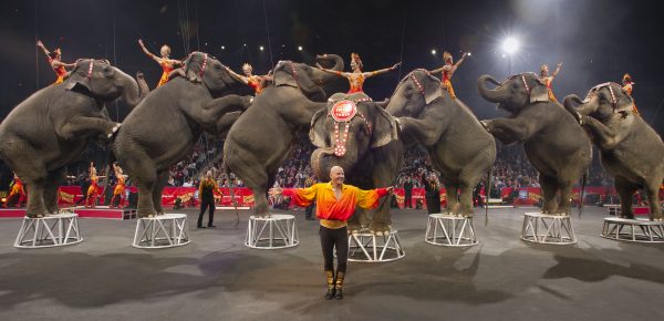 Fără animale sălbatice la circ, în Portugalia