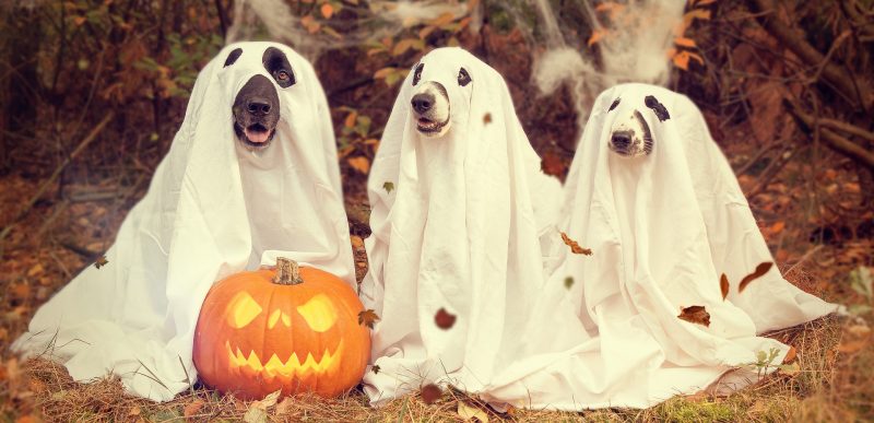Cele mai trăznite costume de Halloween pentru câini