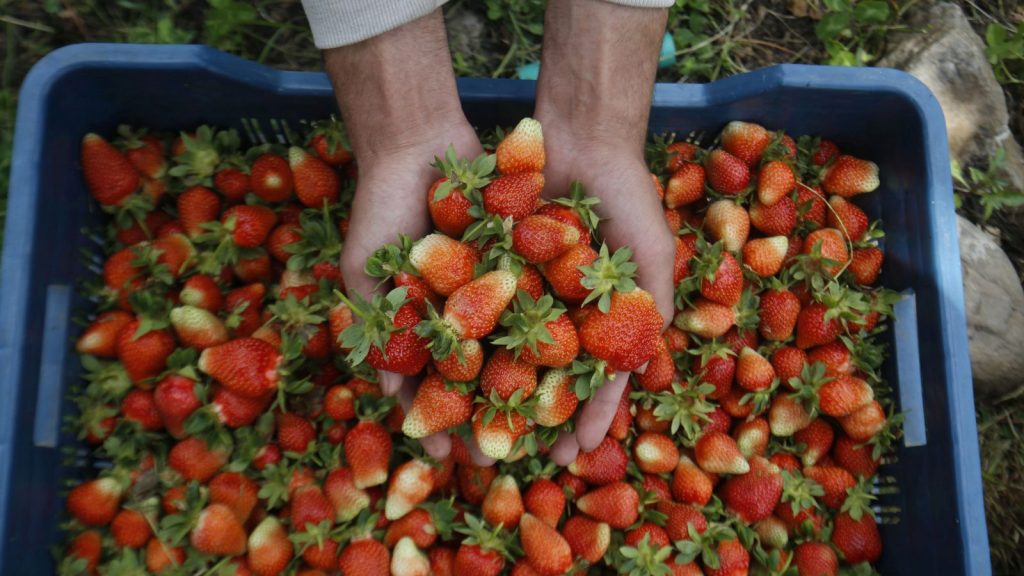romanii angajati în Germania la cules de capsuni