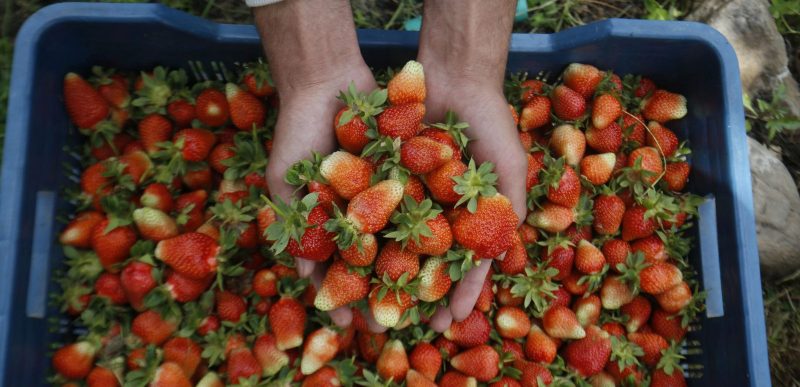 Experiment: Muncă grea pentru românii angajați în Germania la cules de căpșuni