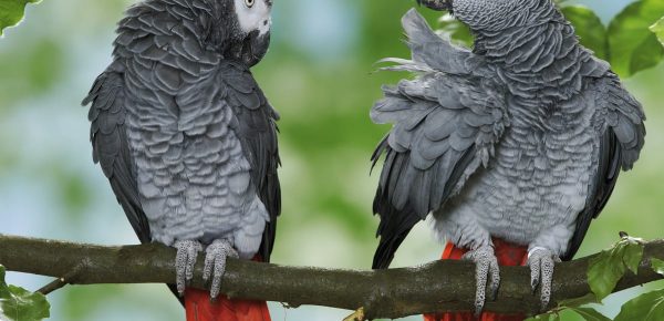 Cinci papagali au fost scoși dintr-un parc zoo deoarece înjurau vizitatorii