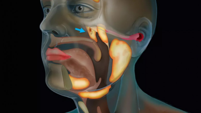 un nou organ din corpum uman a fost descoperit