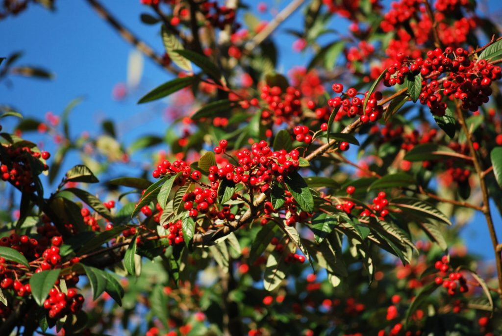 să absoarbă poluarea