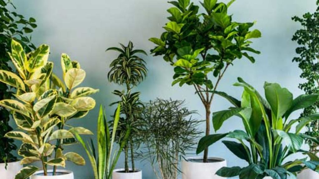 plantele de interior