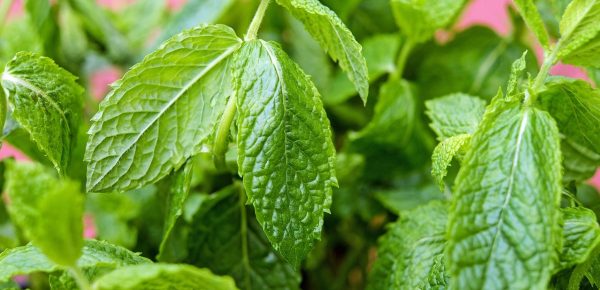 Menta: Top 7 beneficii pe care le poate aduce sănătății