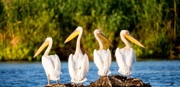 Tururi ornitologice gratuite în Delta Dunării