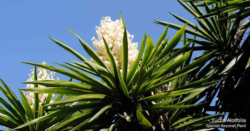 yucca