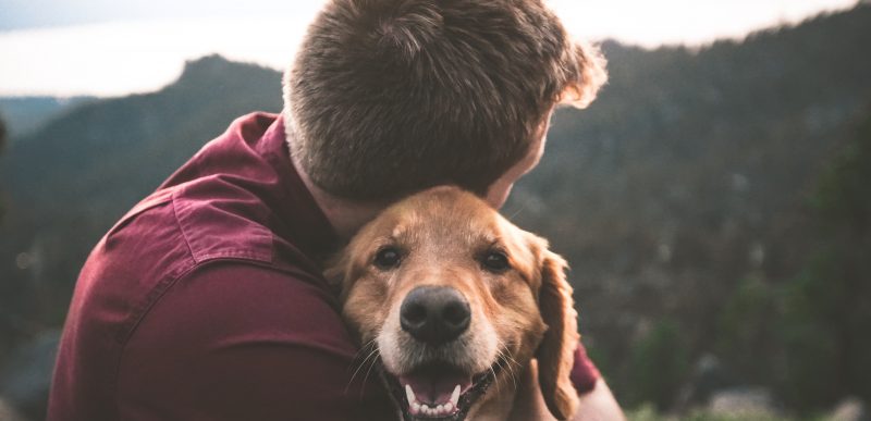Limbajul câinilor – Cum să-ți înțelegi mai bine patrupedul