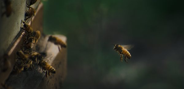 Cel puțin 20 de motive pentru care să iubești albinele