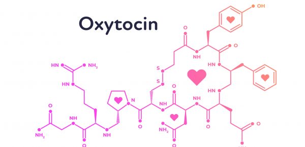 Oxitocina, hormonul care repară țesutul cardiac