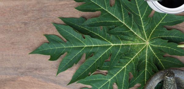 Frunzele de guava sau frunzele de papaya, care sunt mai sănătoase?