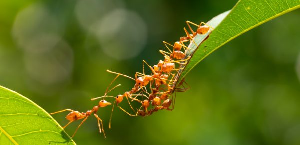 12 lucruri interesante despre furnici